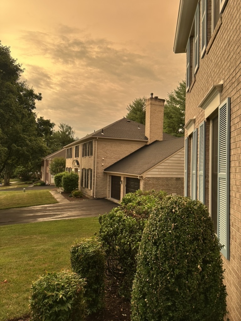Split Tree Circle at golden hour
