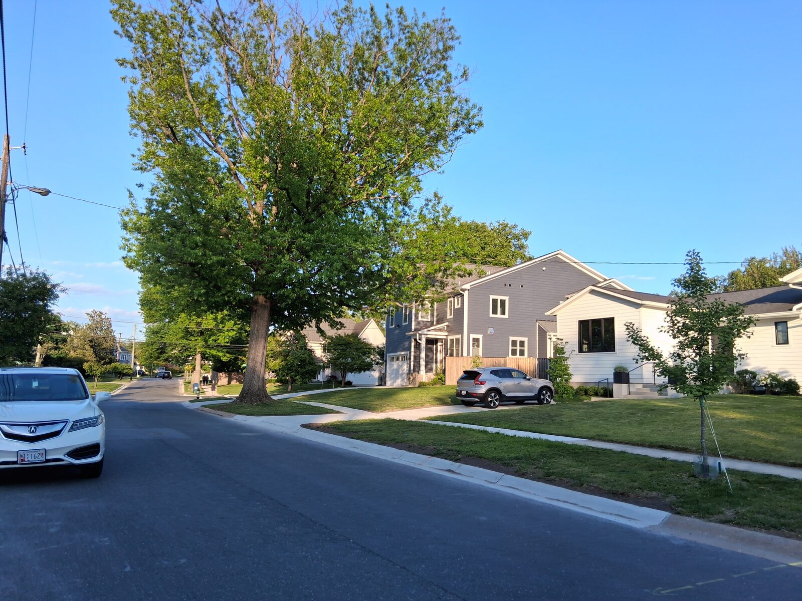 Tree-lined street in Fernwood with mature shade trees and a mix of original and newer homes