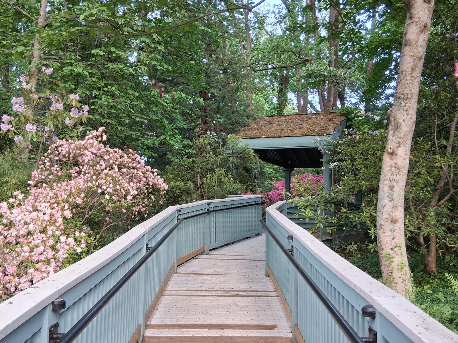 Bridge and azaleas at McCrillis Gardens, near Fernwood