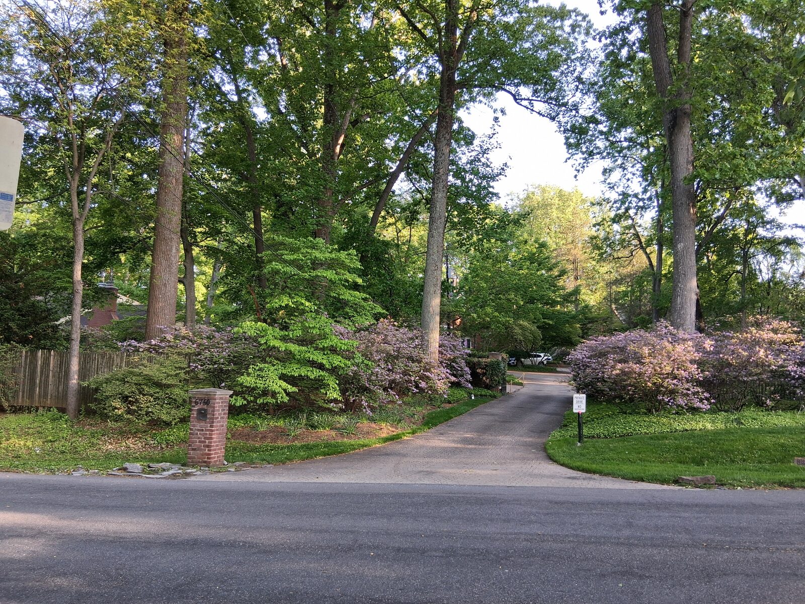 Tree-lined driveway with spring azaleas in Fernwood