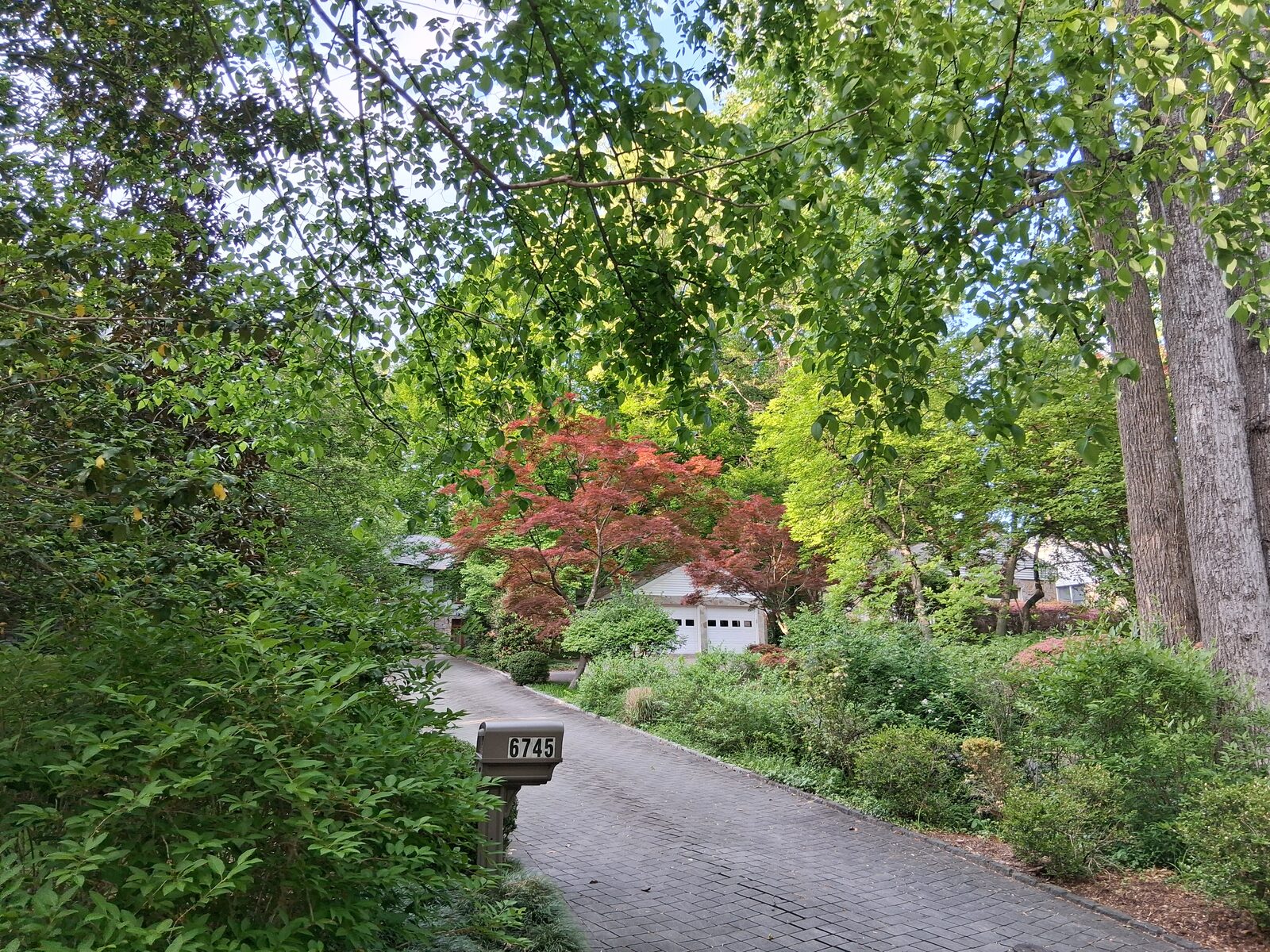 Spring red maple along a Fernwood driveway