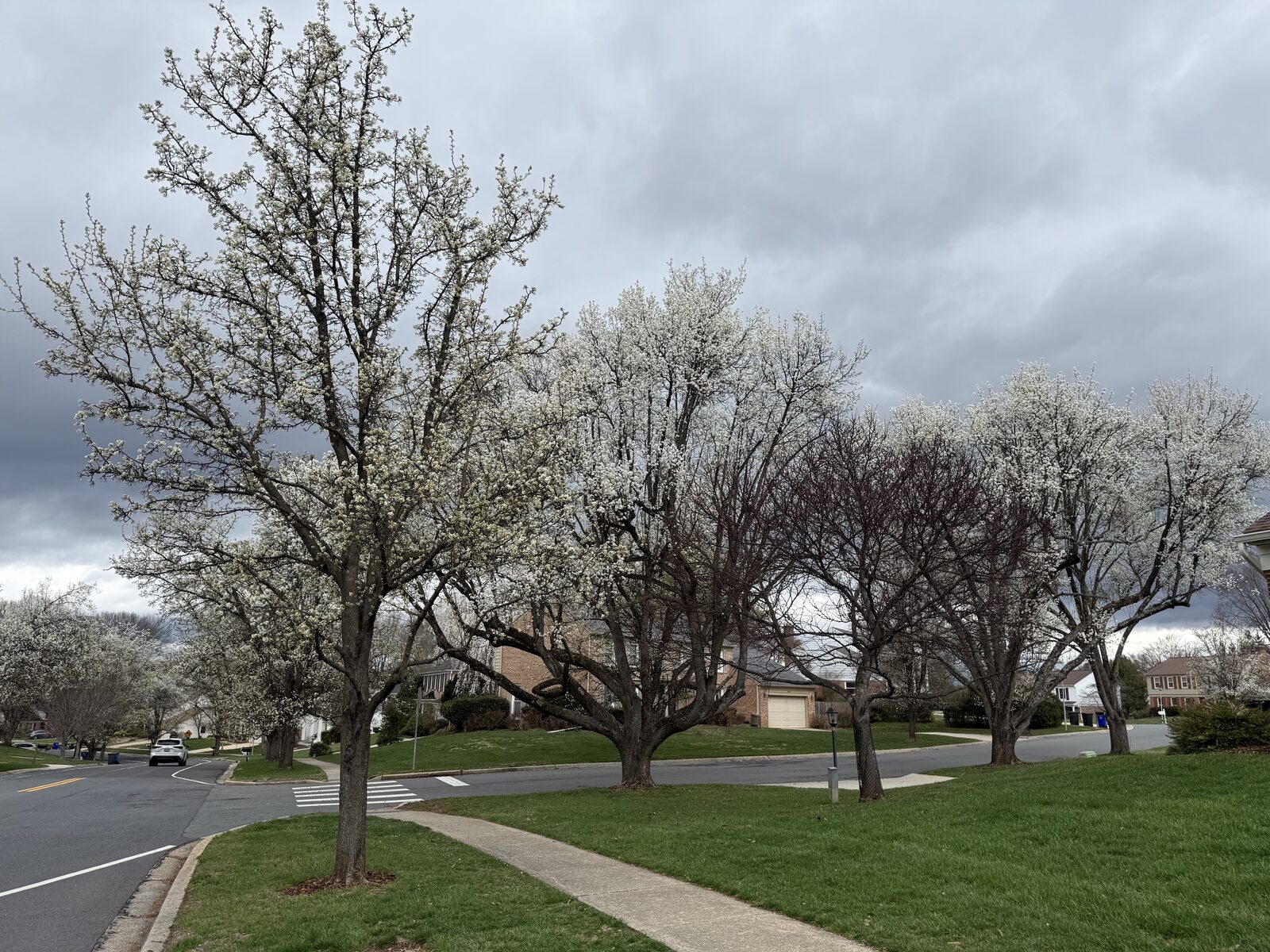 Bradford pear (Pyrus calleryana) starting to bloom