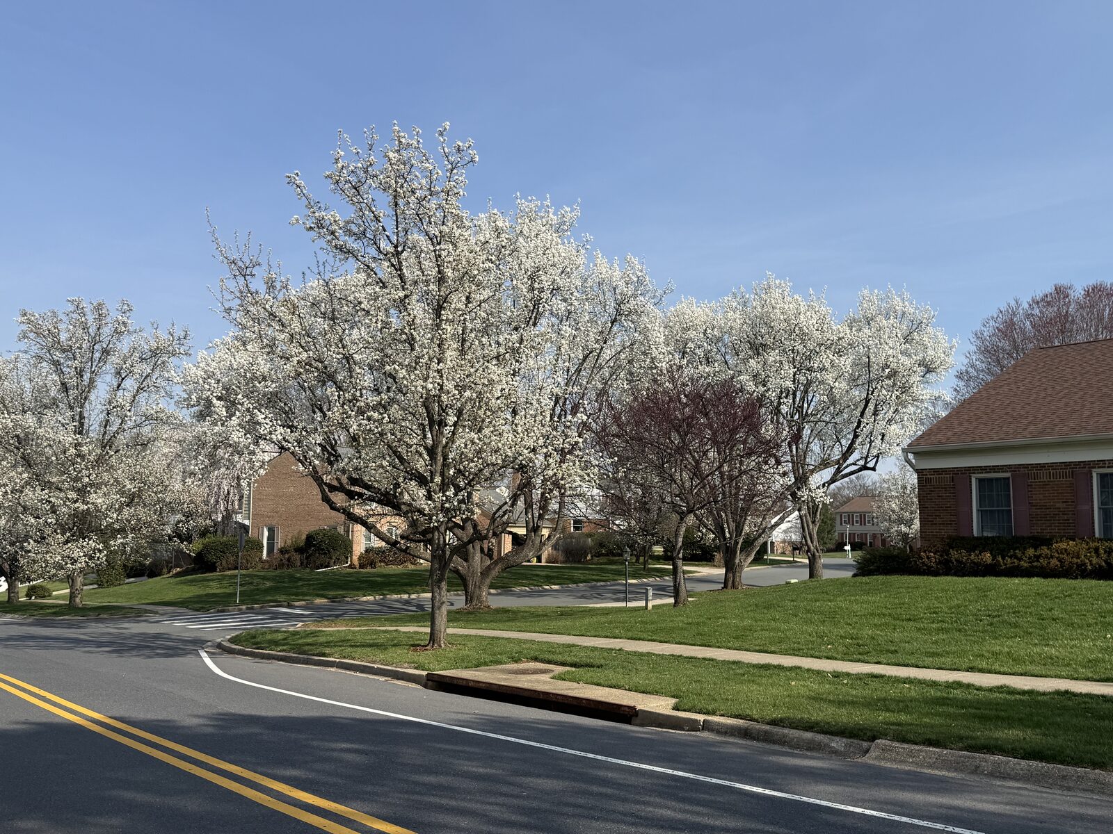 Bradford pear (Pyrus calleryana) starting to bloom