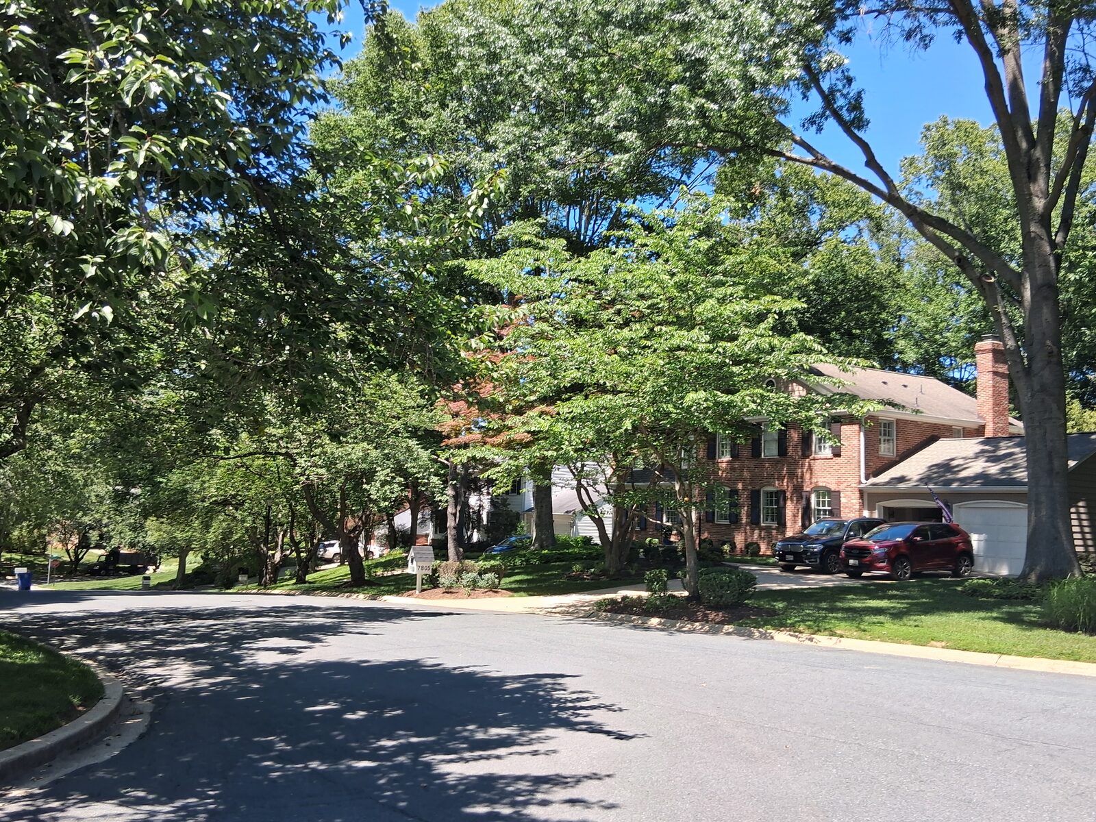 Tree-lined street with mature shade trees in River Falls, Potomac