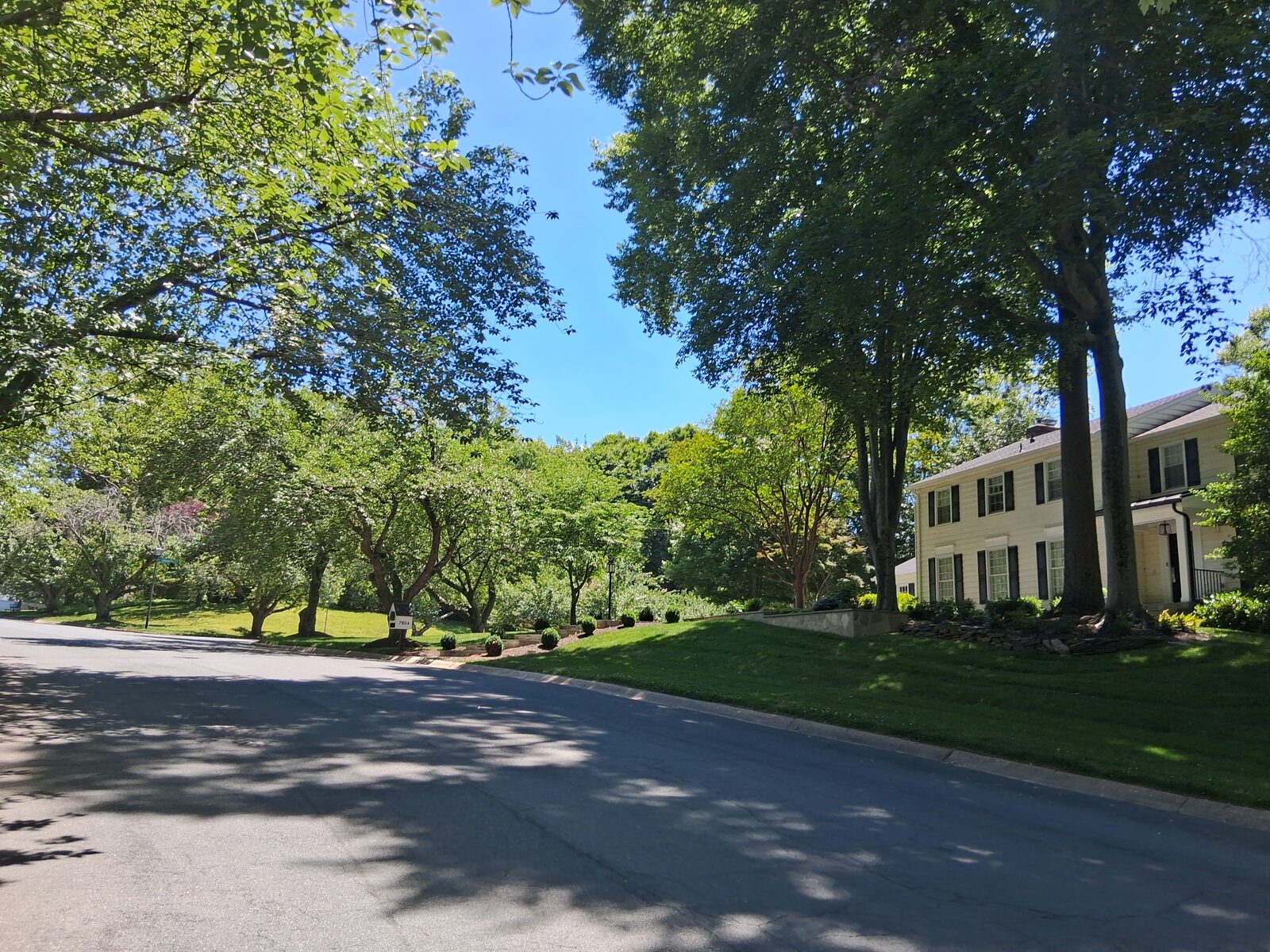Curving tree-lined residential street in River Falls, Potomac