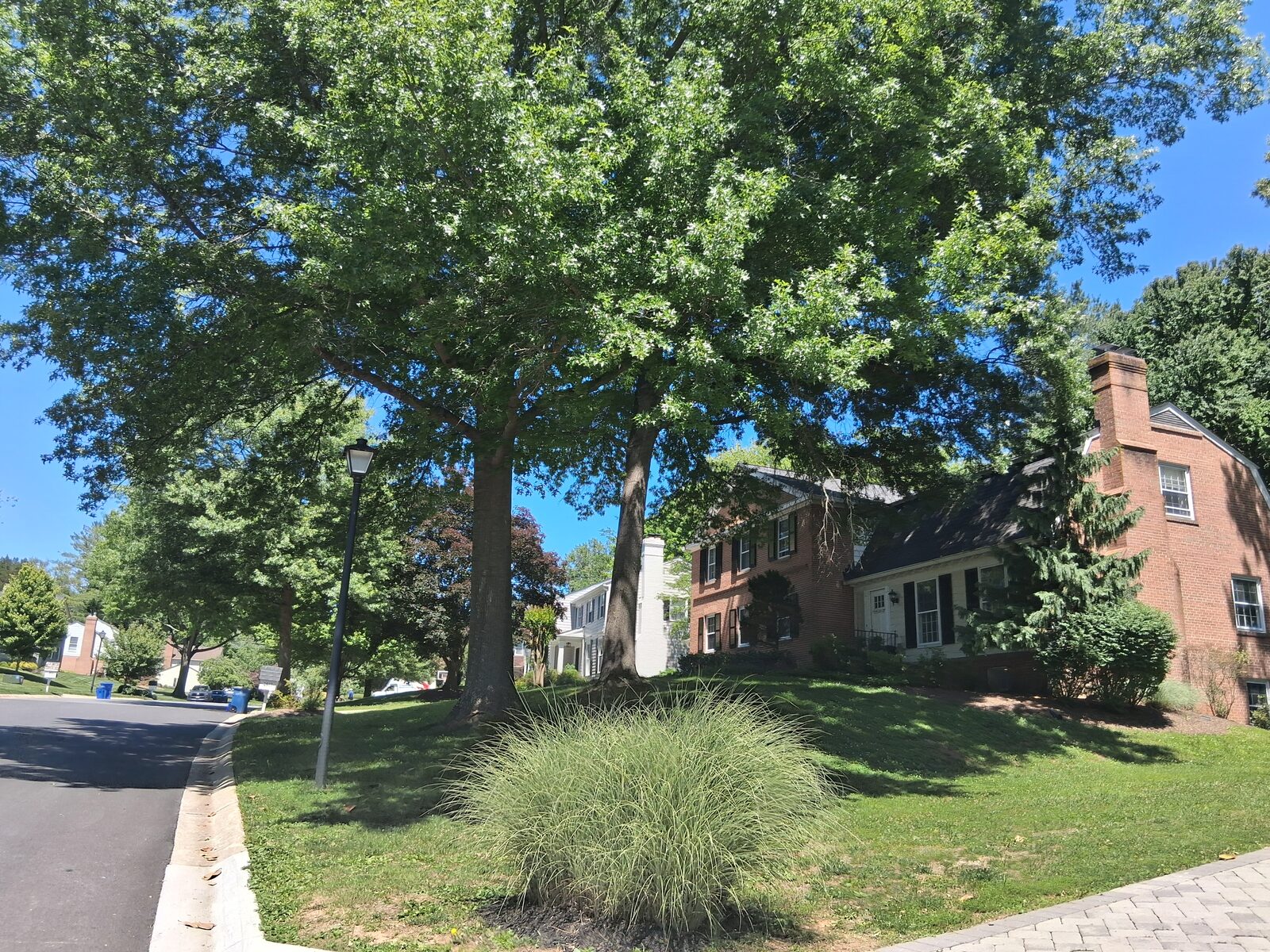 Established tree canopy over a home in River Falls, Potomac